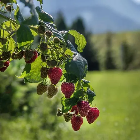 Fiedorowka * Zakopane