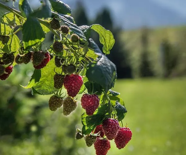 Fiedorowka * Zakopane